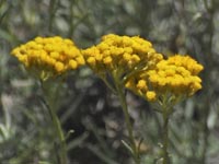 Mittelmeer-Strohblume